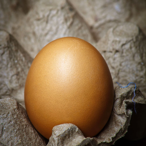 telur ayam