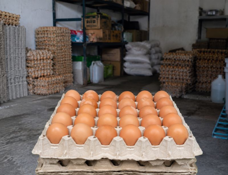 tempat beli telur airmadidi